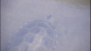 Snapping turtle