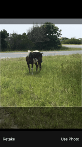 Horse screenshot