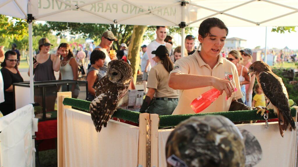 Barn owl