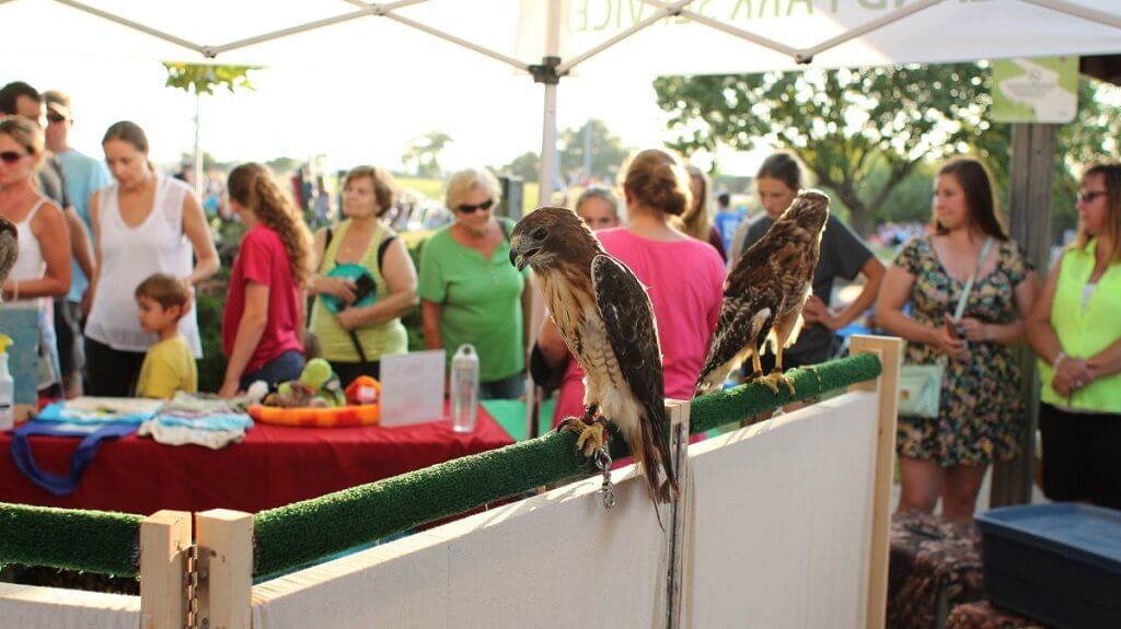 Red-tailed hawks