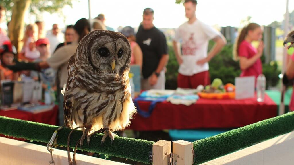 Barn owl