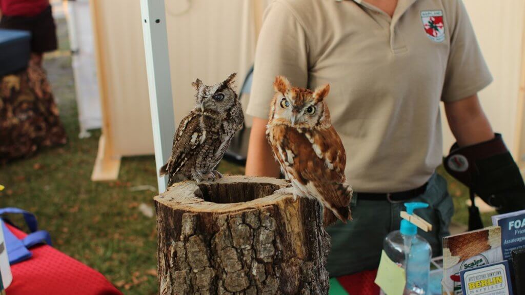 Screech owls