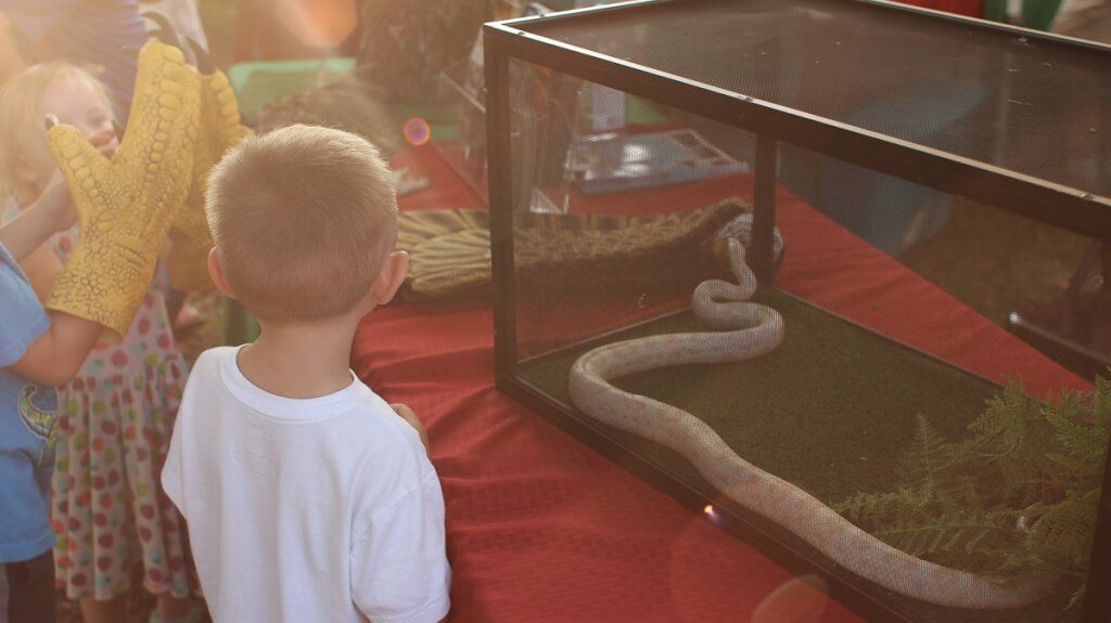 Snake