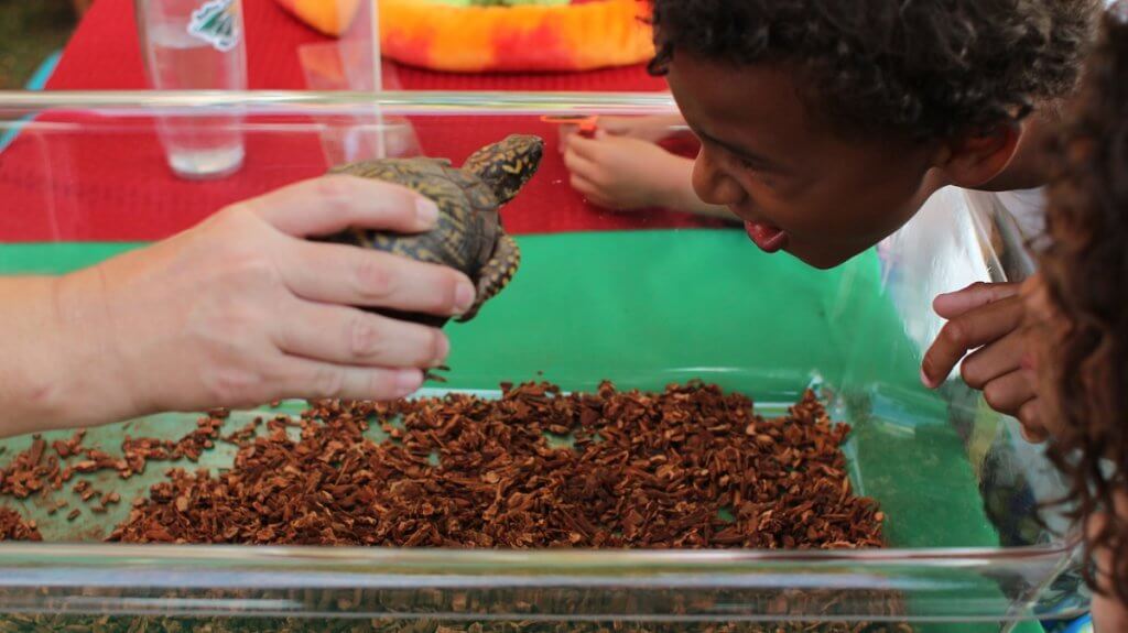 Box turtle