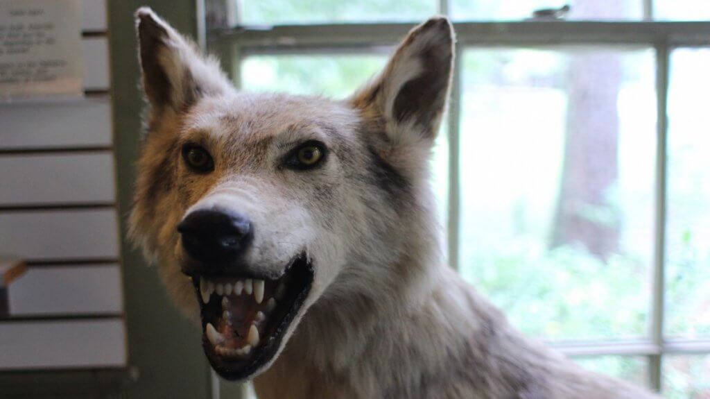 Stuffed wolf