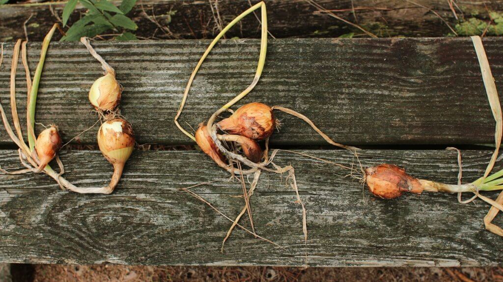 Onions