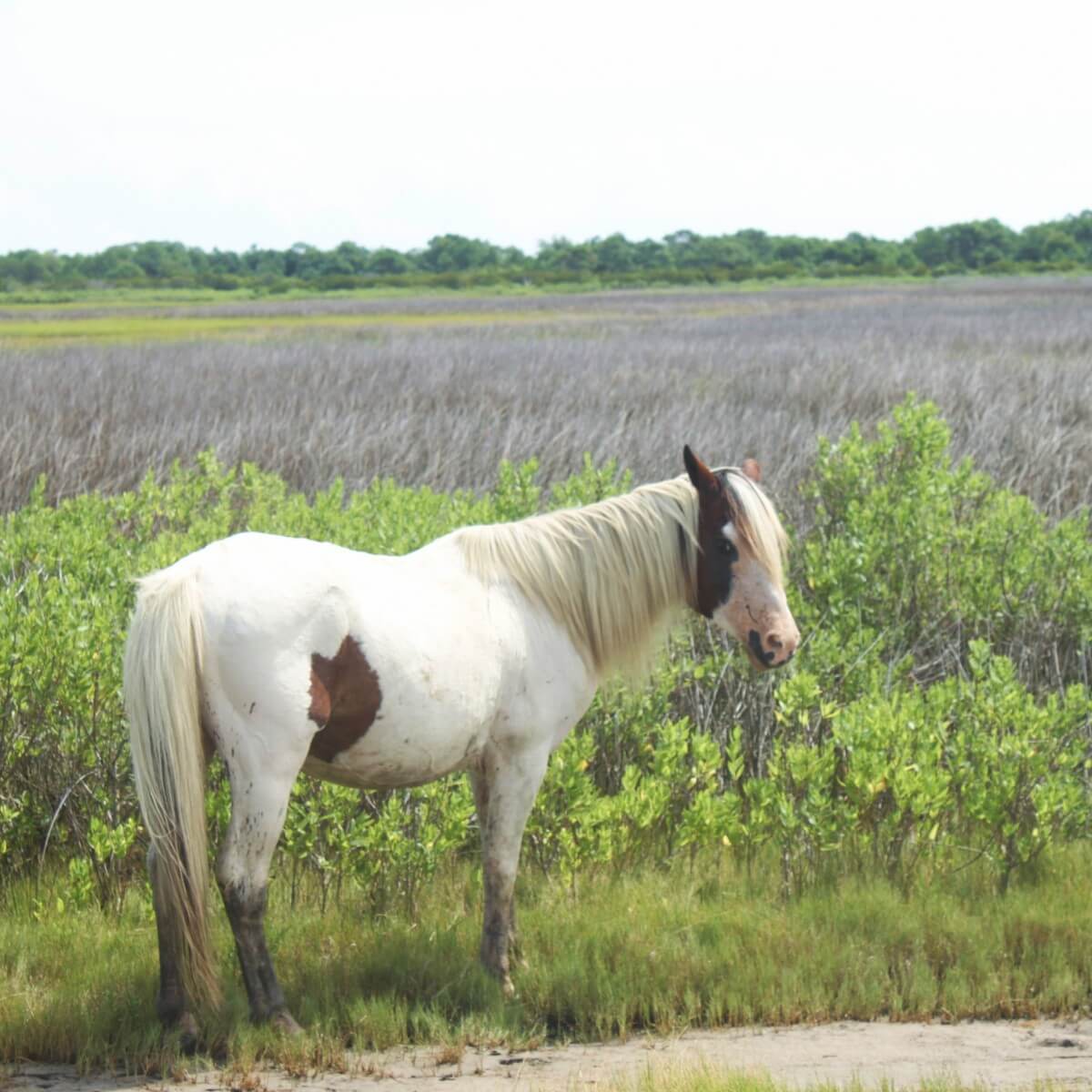 Bob the horse