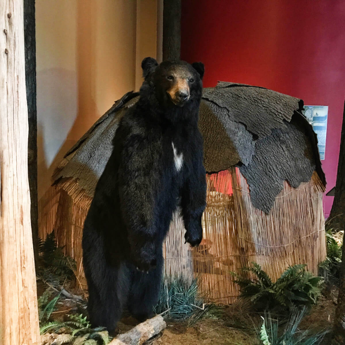 Bear