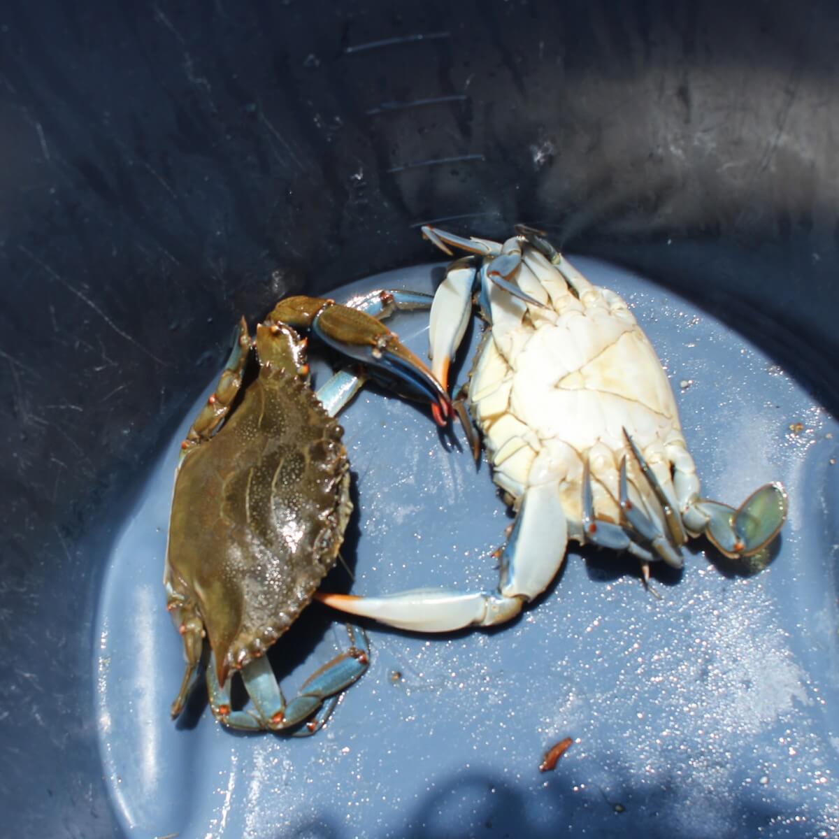 Crabs in bucket