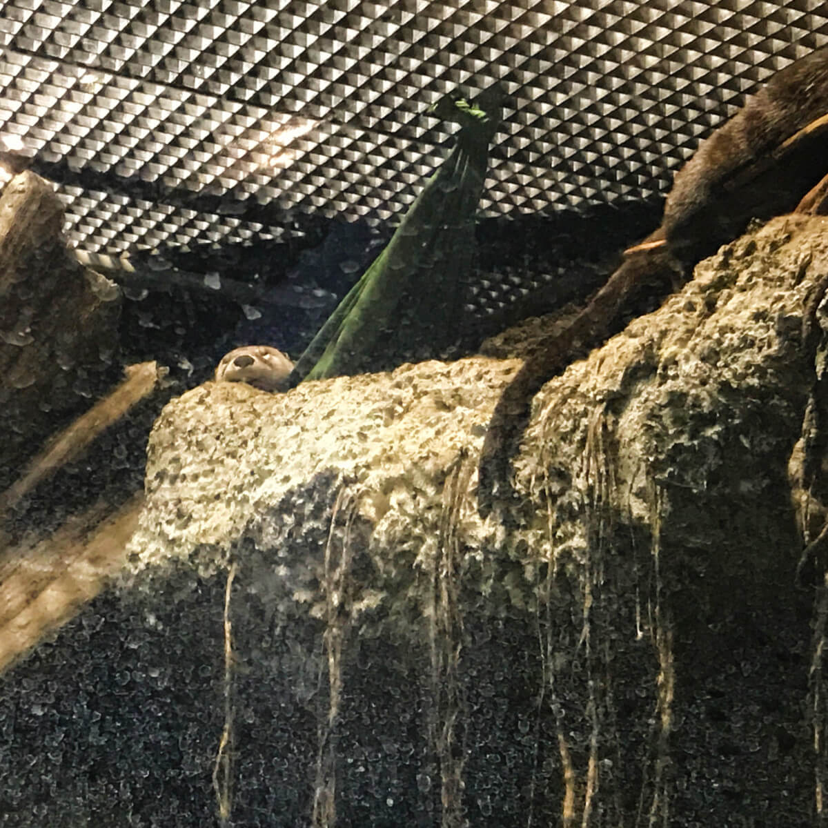 Otters