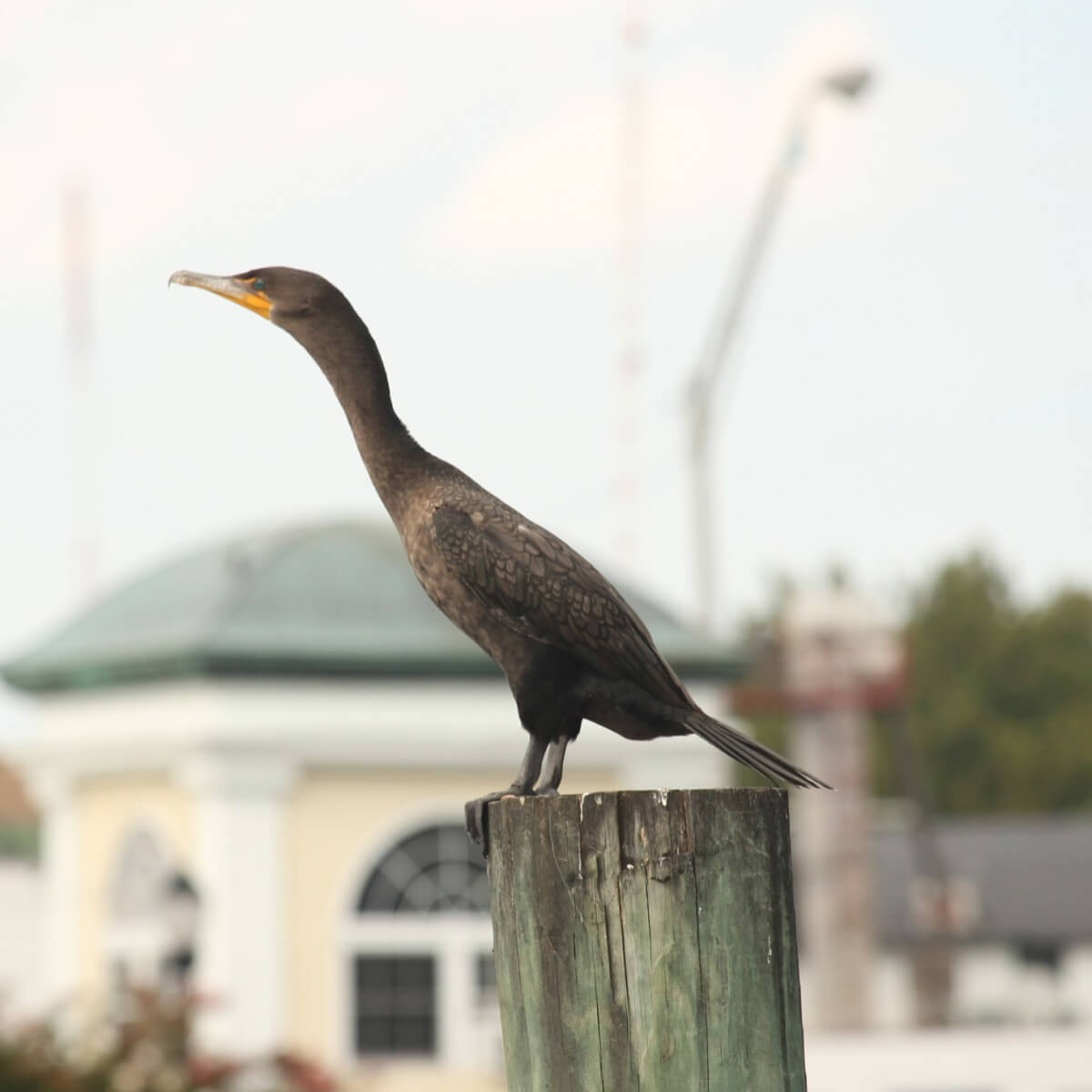 Bird
