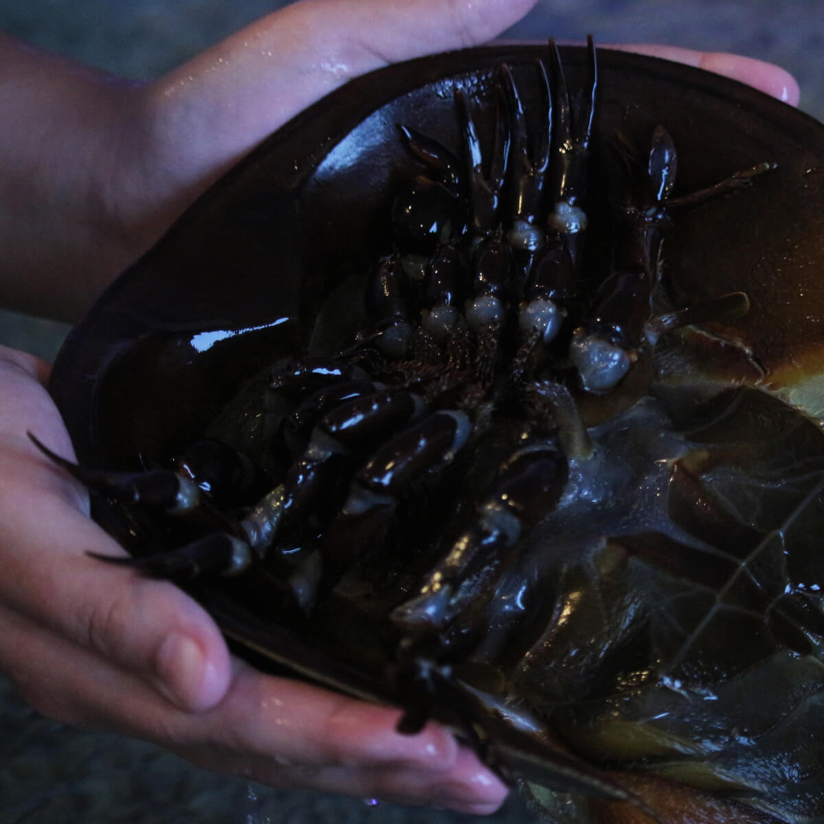 Touch tank crab