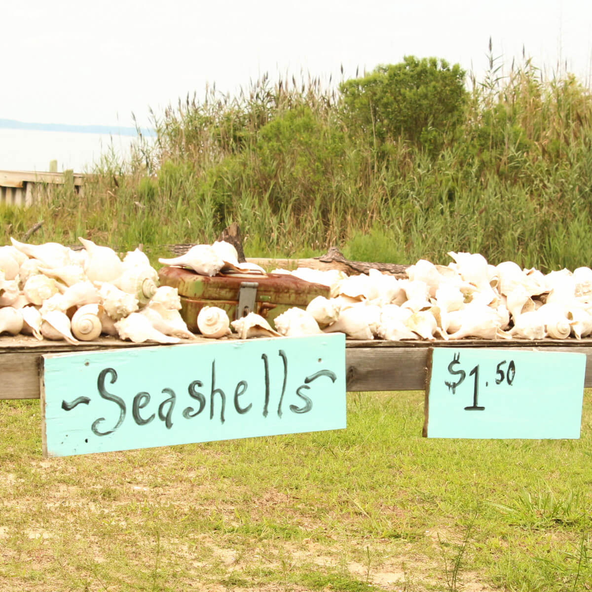 Seashell stand