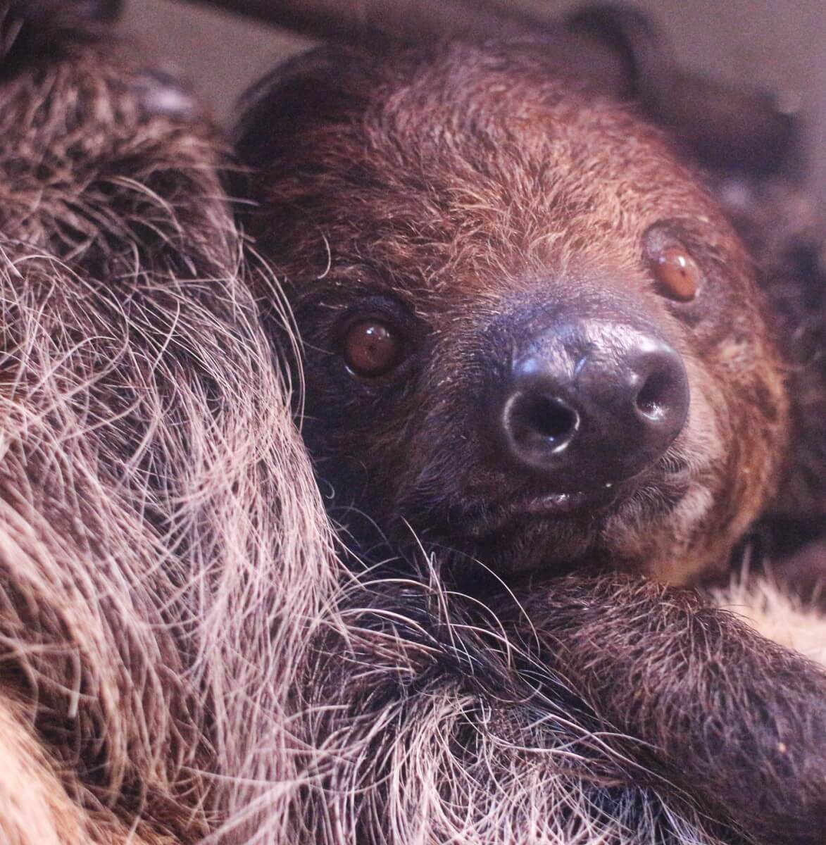 Sloth