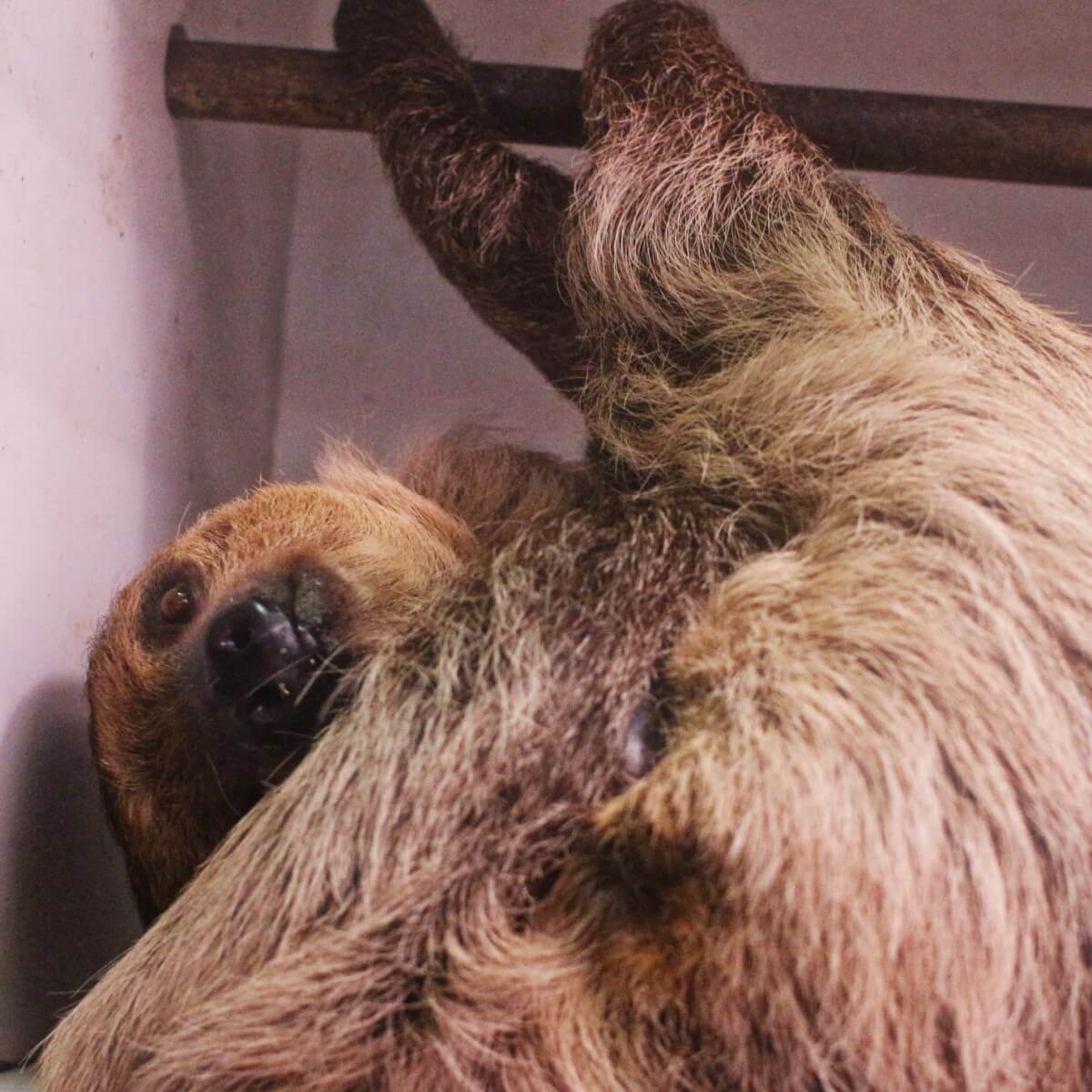 Raven the sloth
