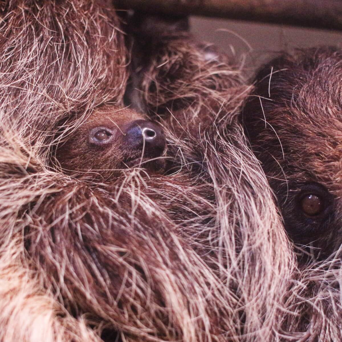 Baby sloth