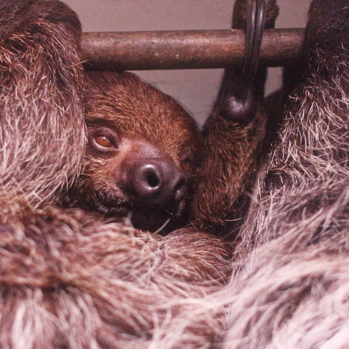 sloth
