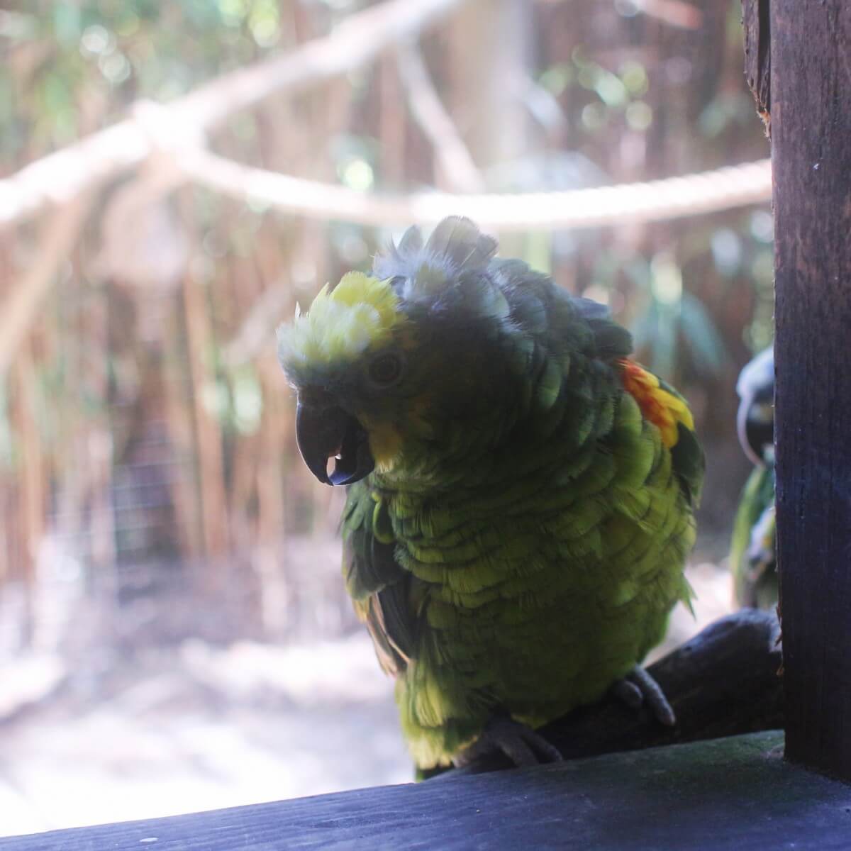 Bird