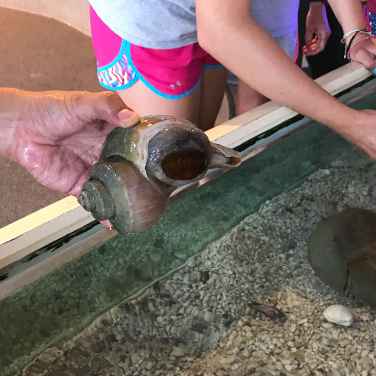 Snail