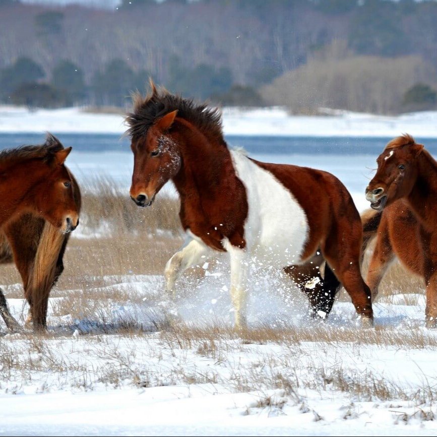 Snow ponies