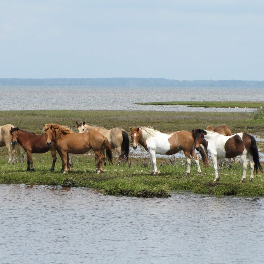 Ponies