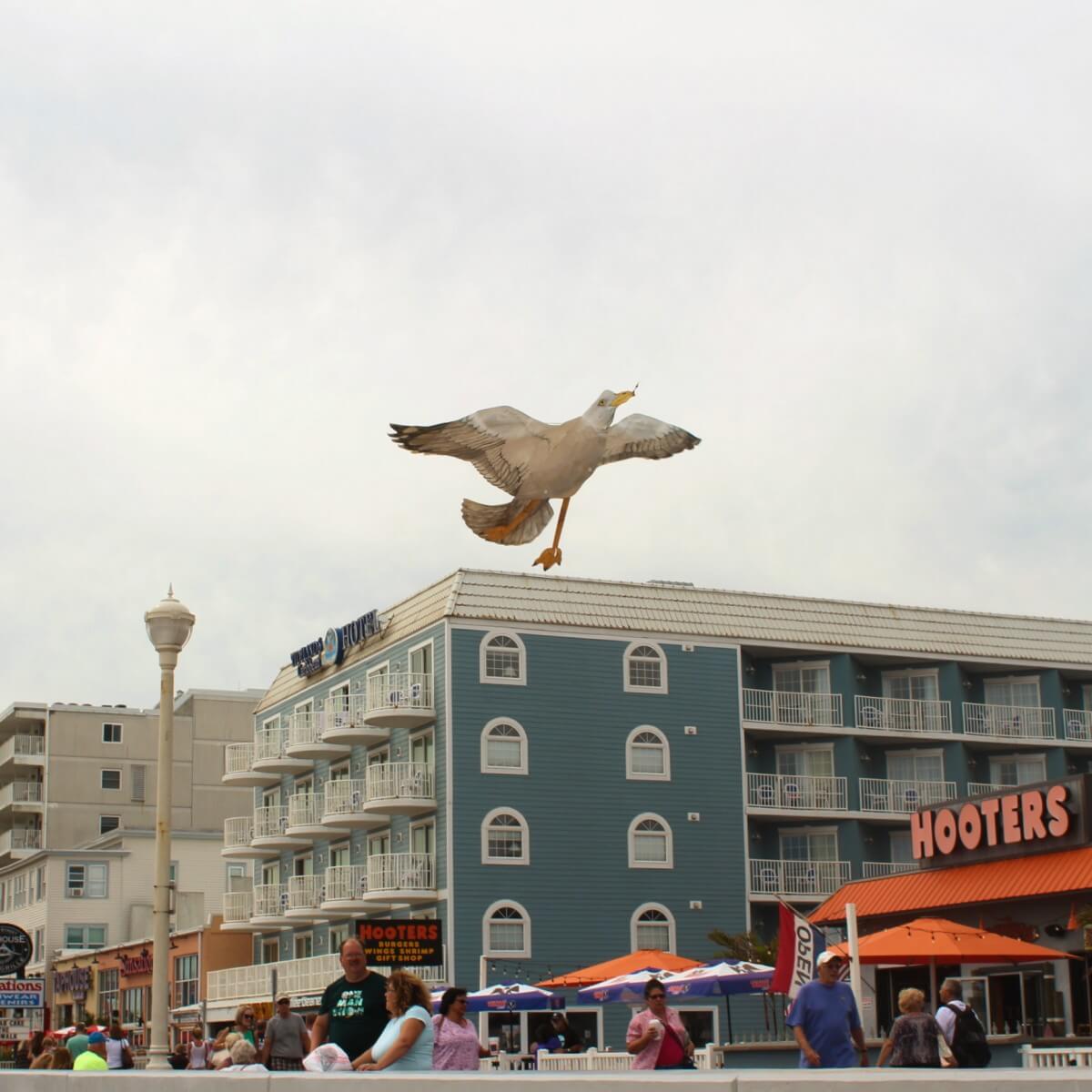 Seagull kite