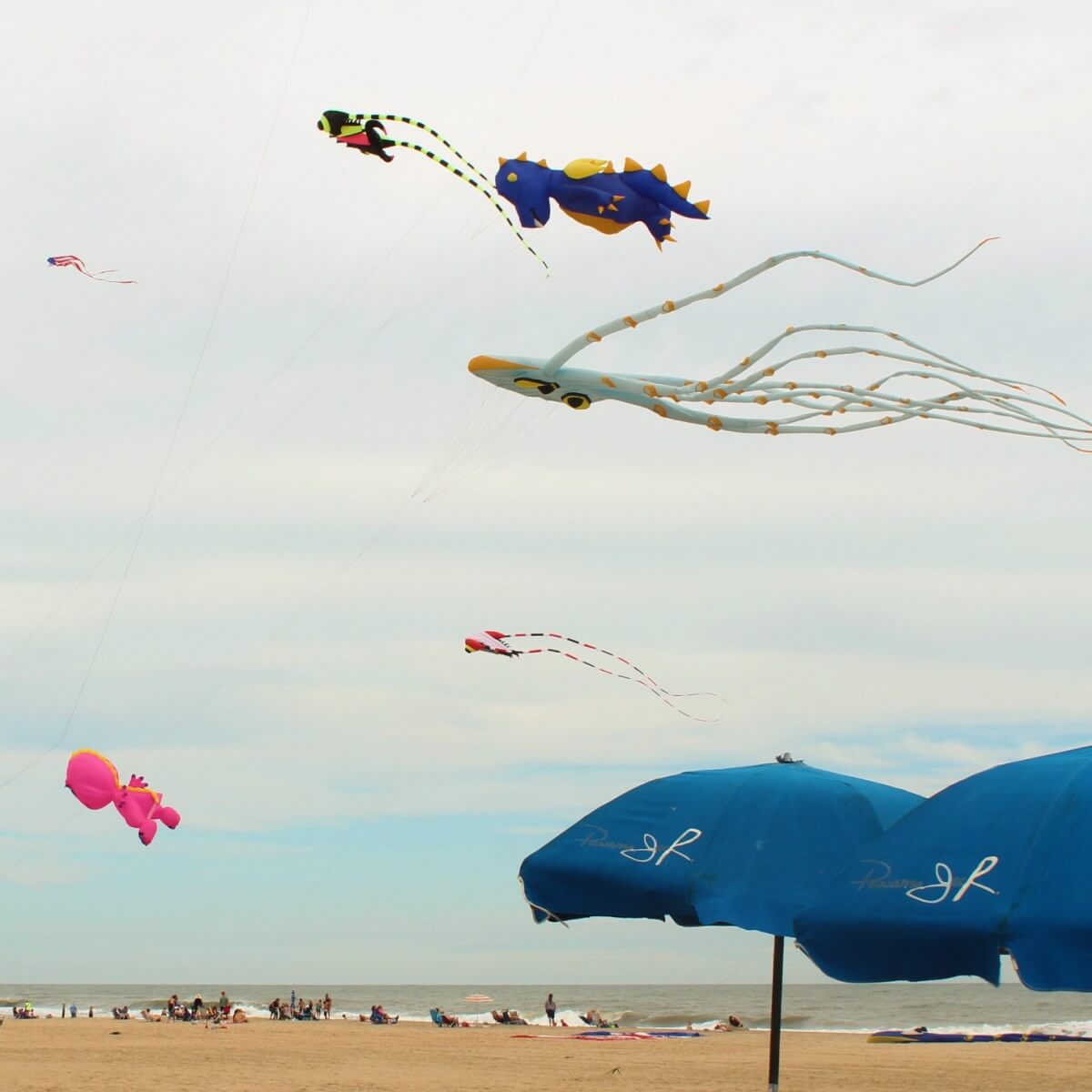 Kites in the air