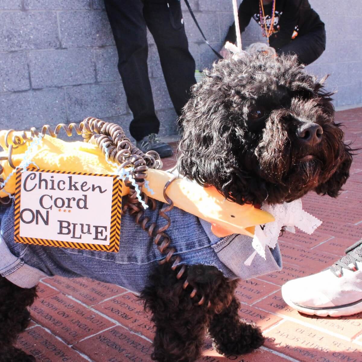 Dressed up doggy
