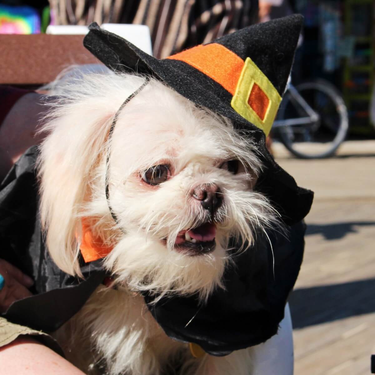Witchy pup