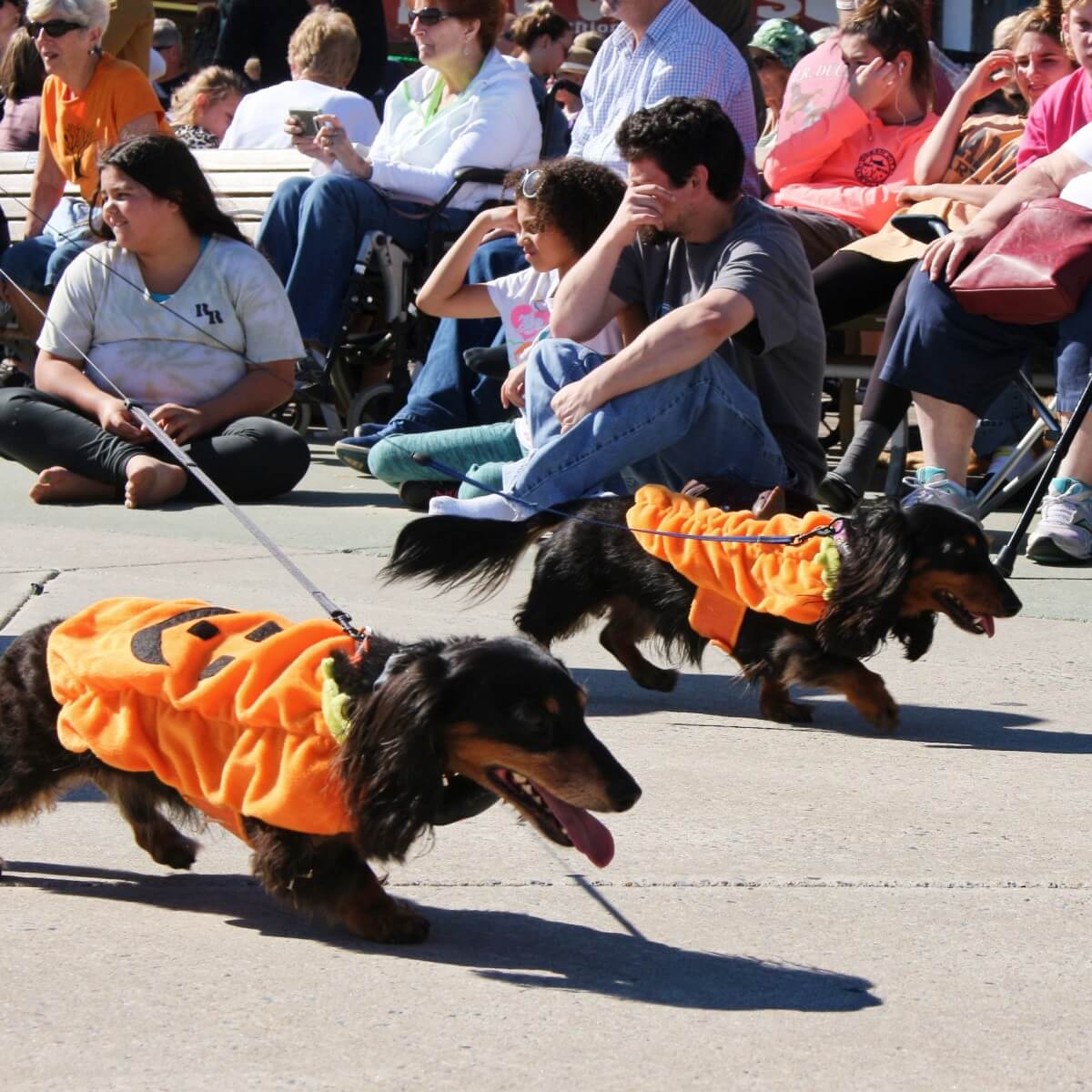 Pumpkin pups