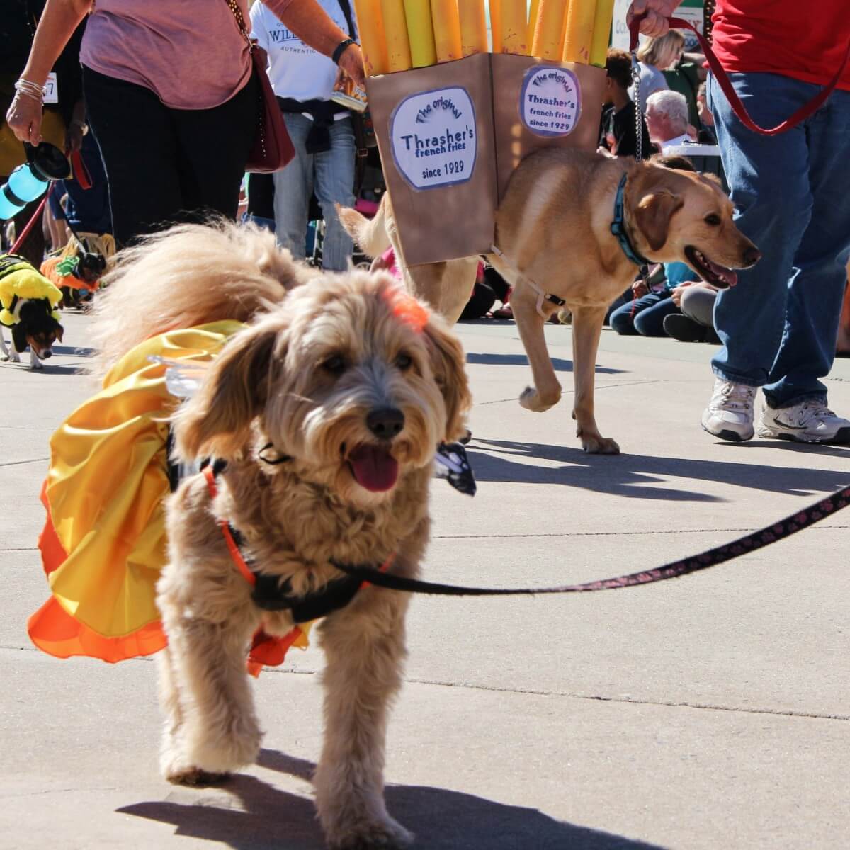 Dog in a dress