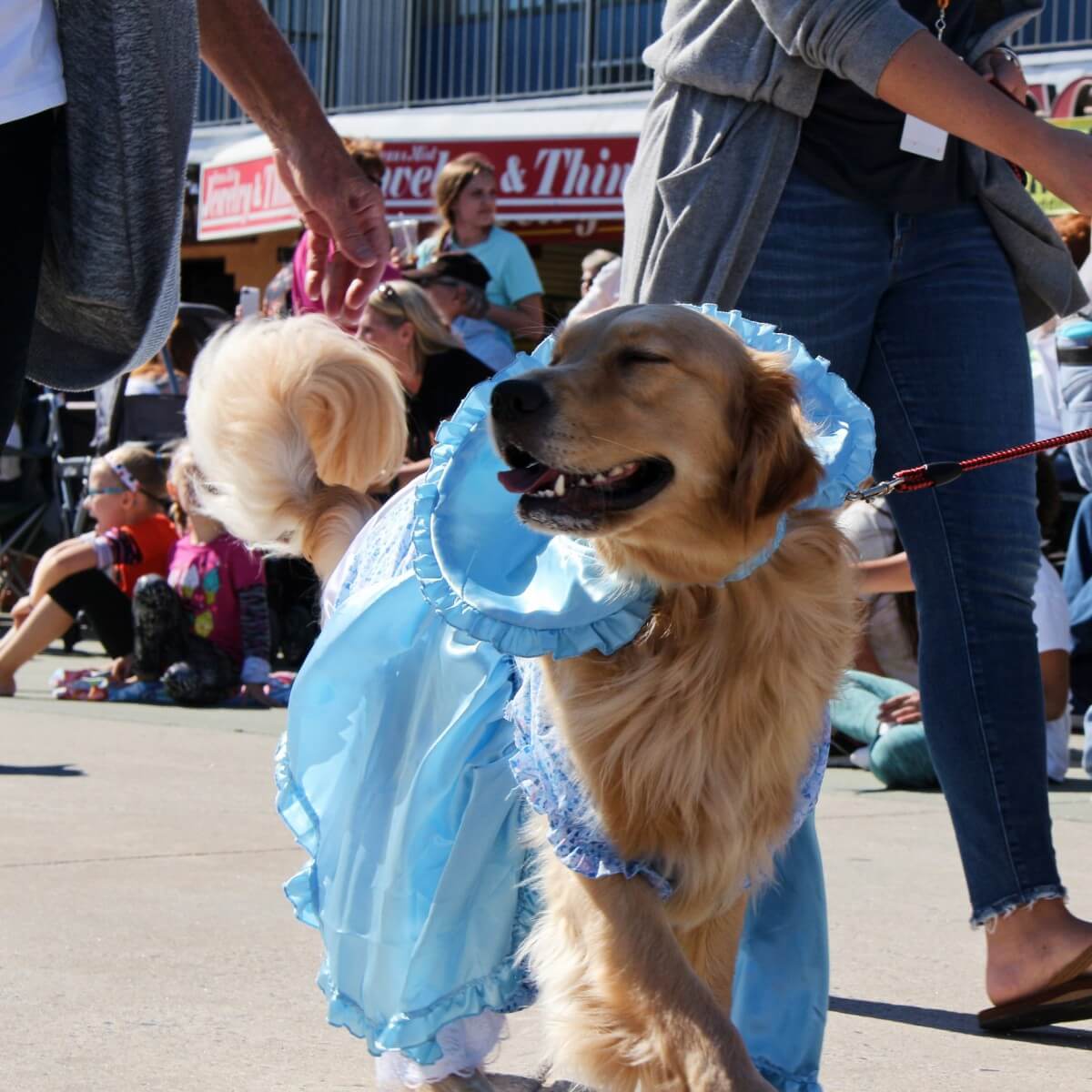 Dog in a bonnet