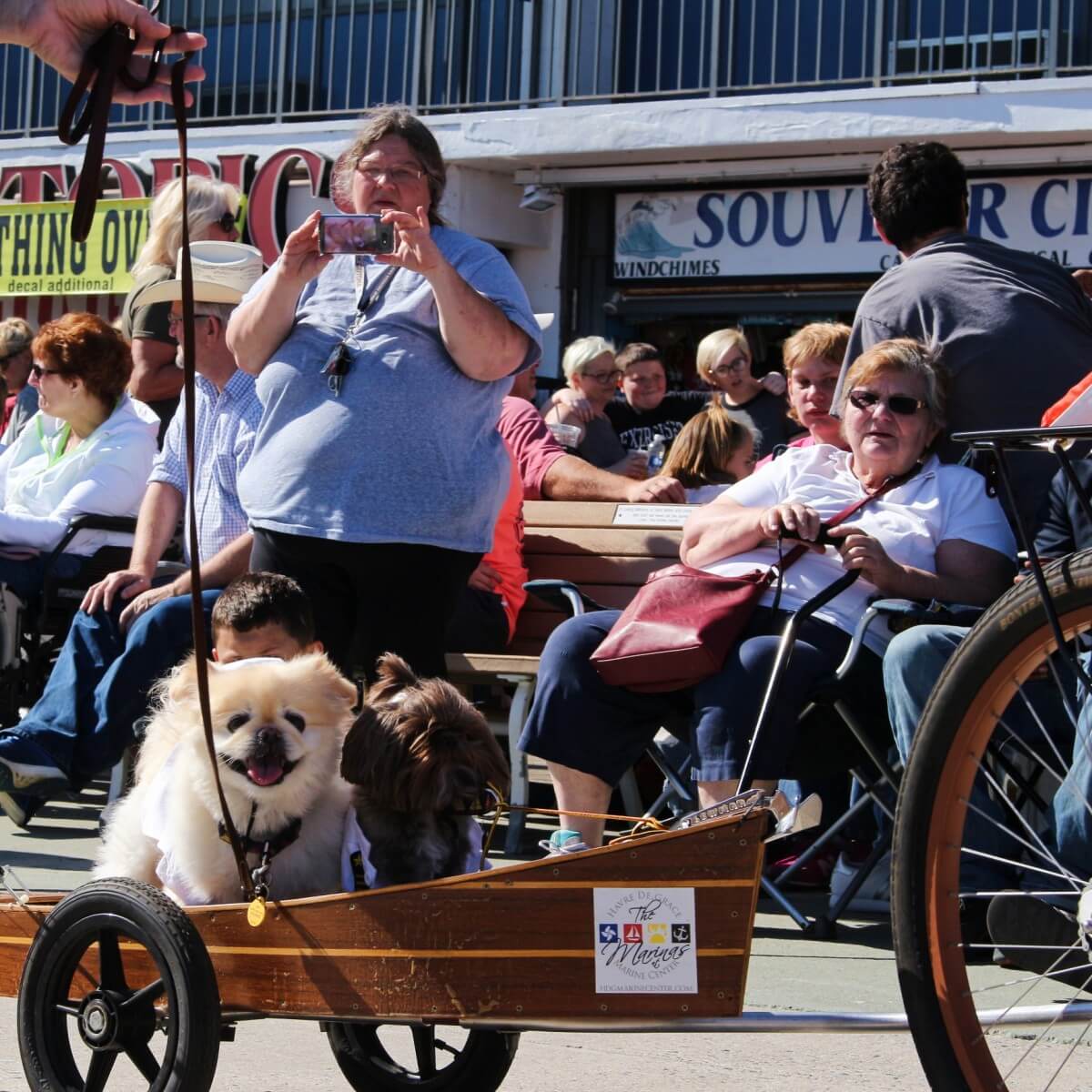 Dogs in a wagon