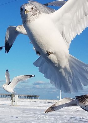Snowy seagull