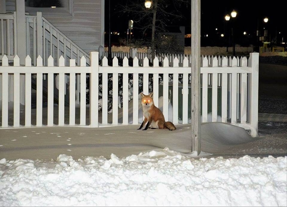 Fox in snow