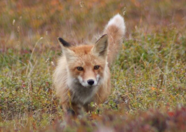 Red fox