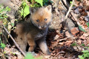Red fox kit