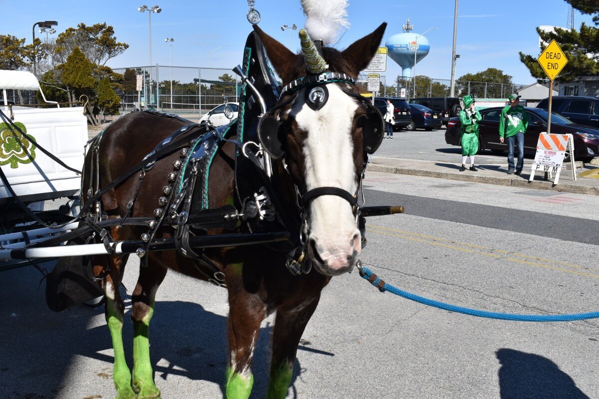St. Patrick's Day Parade horse