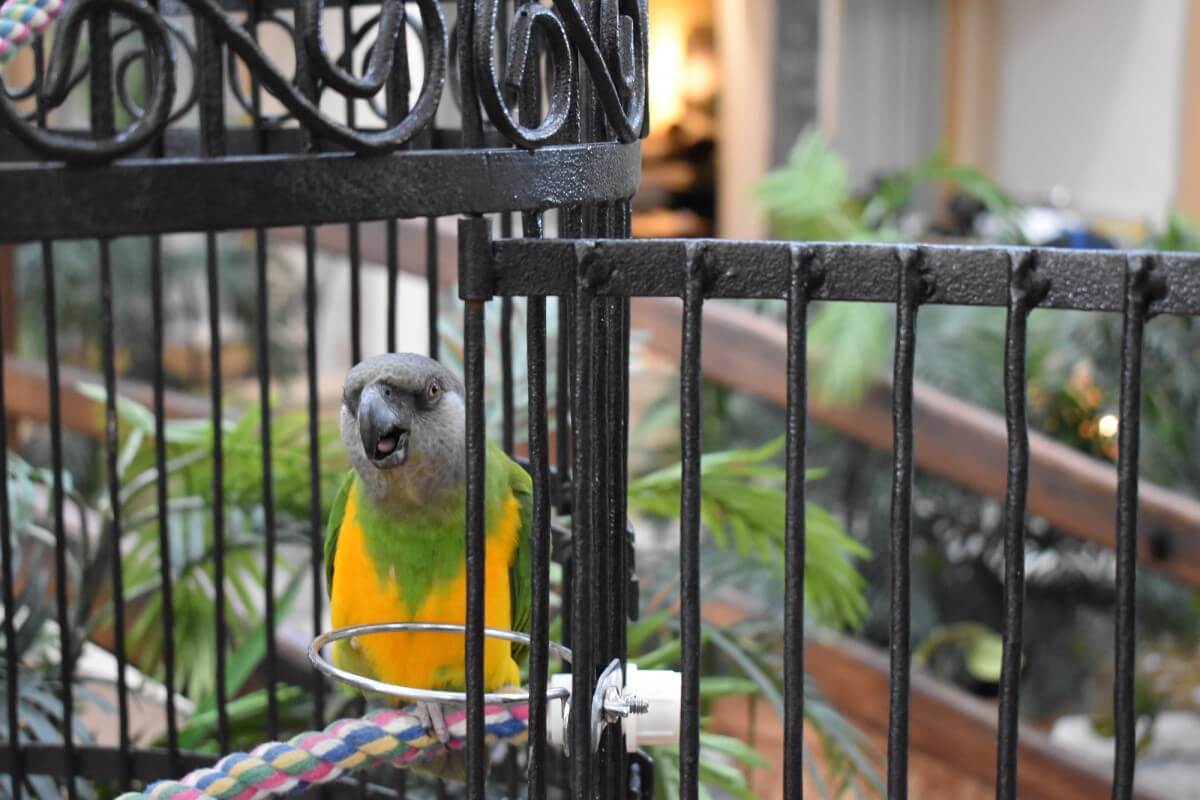 Quality Inn parrot