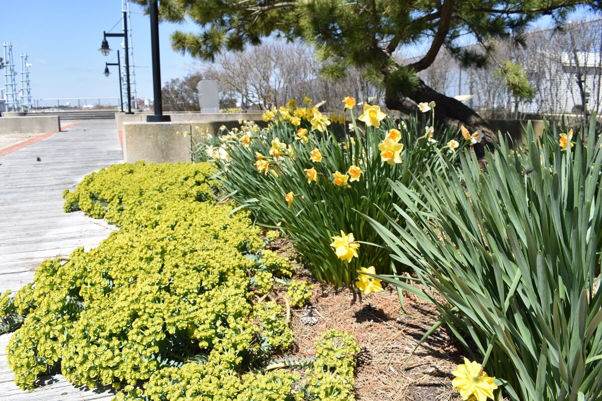 Sunset Park flowers
