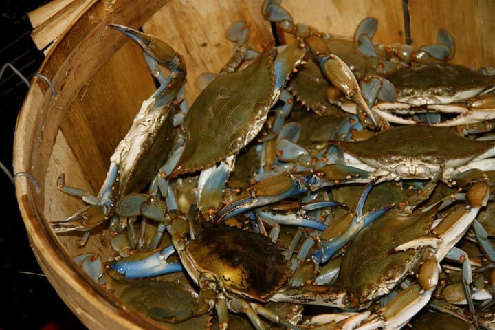 1502 crab stop