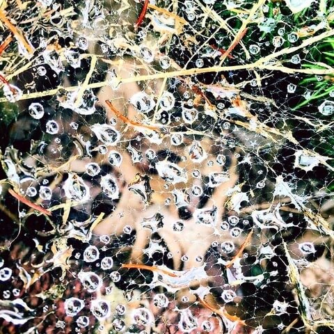 Environmental Visions