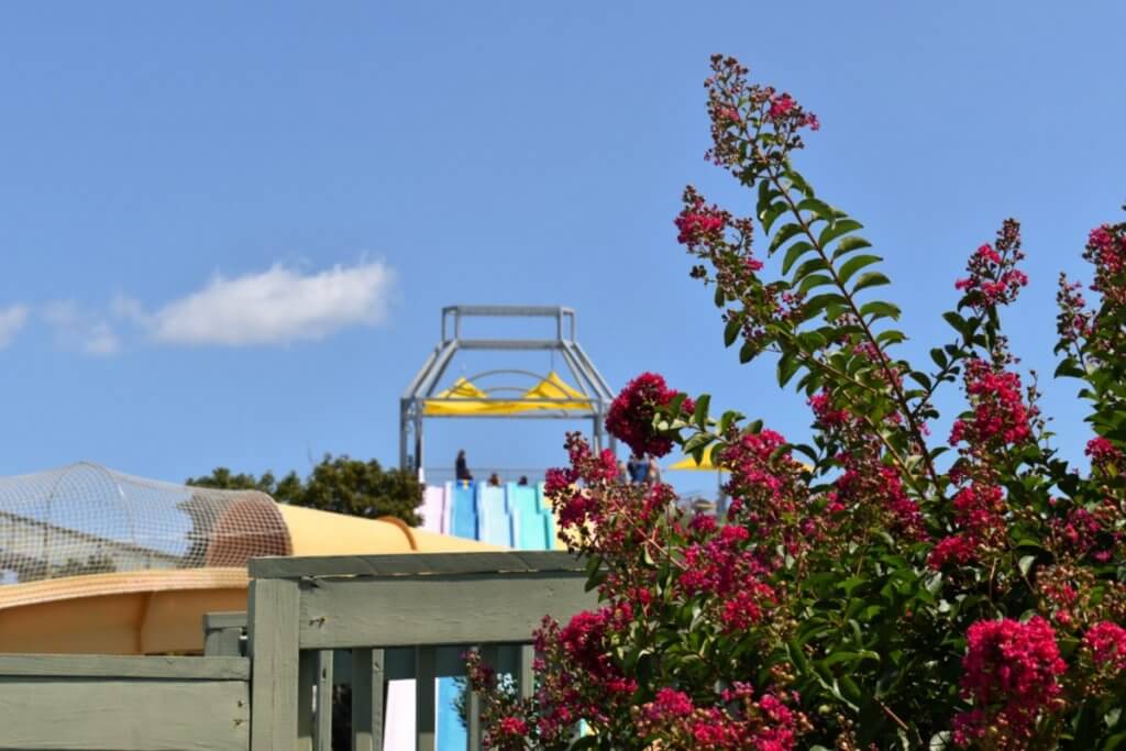 Jolly roger flowers