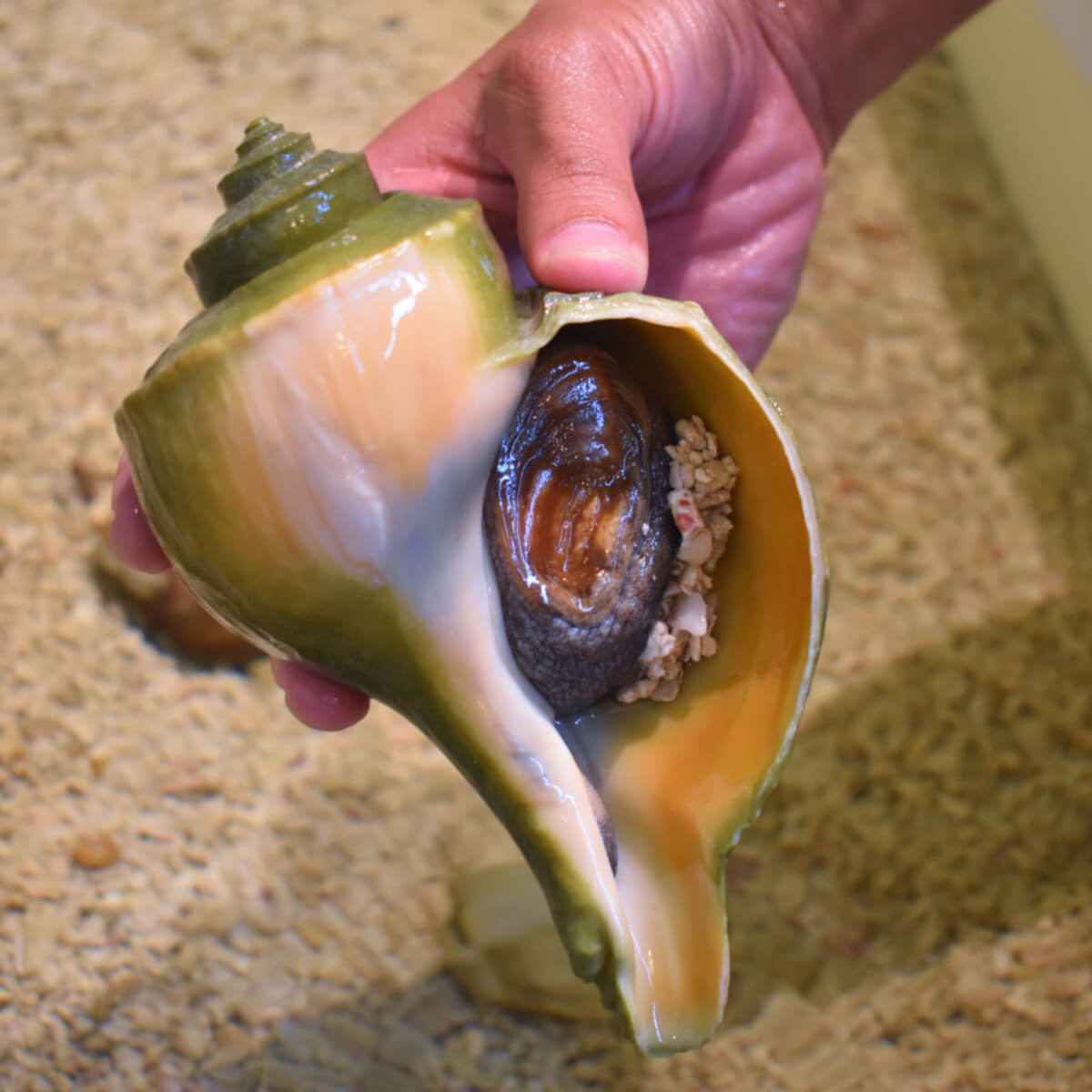 Assateague touch tank