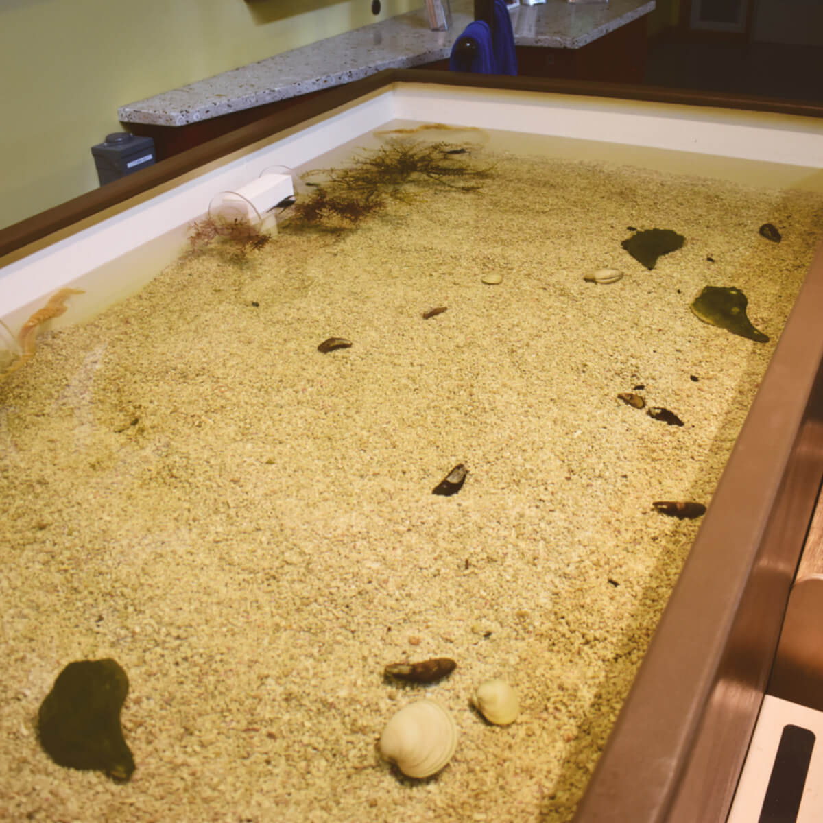 Assateague touch tank