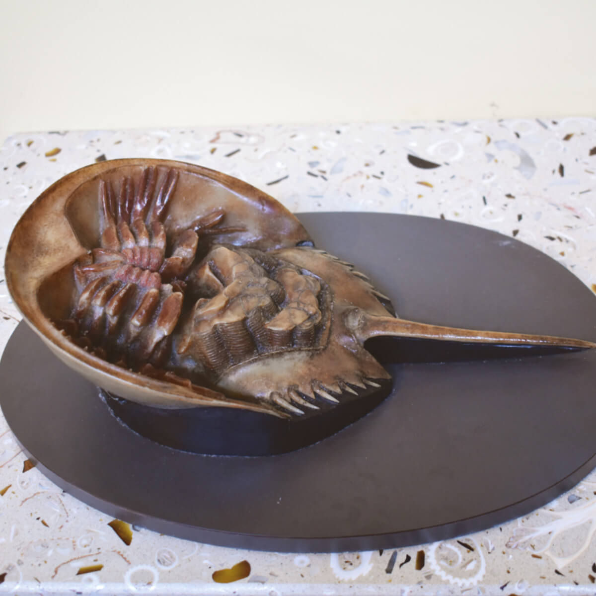 Assateague touch tank