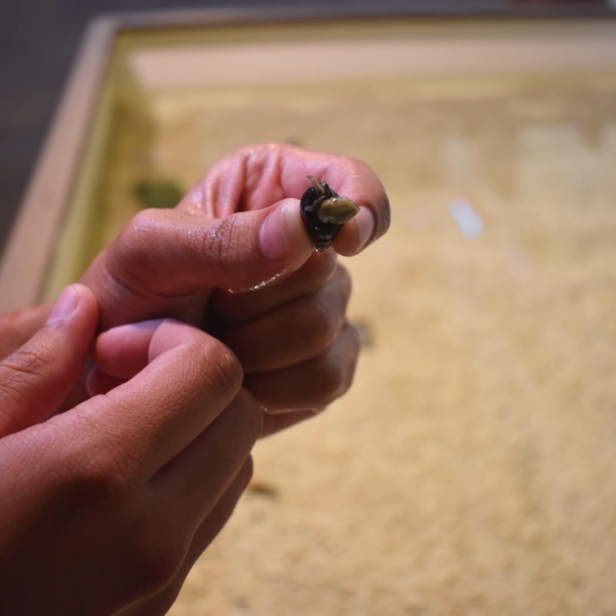 Assateague touch tank
