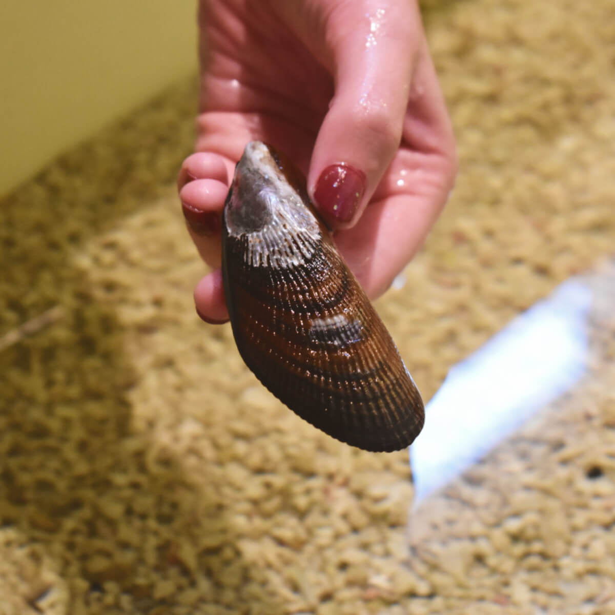 Assateague touch tank