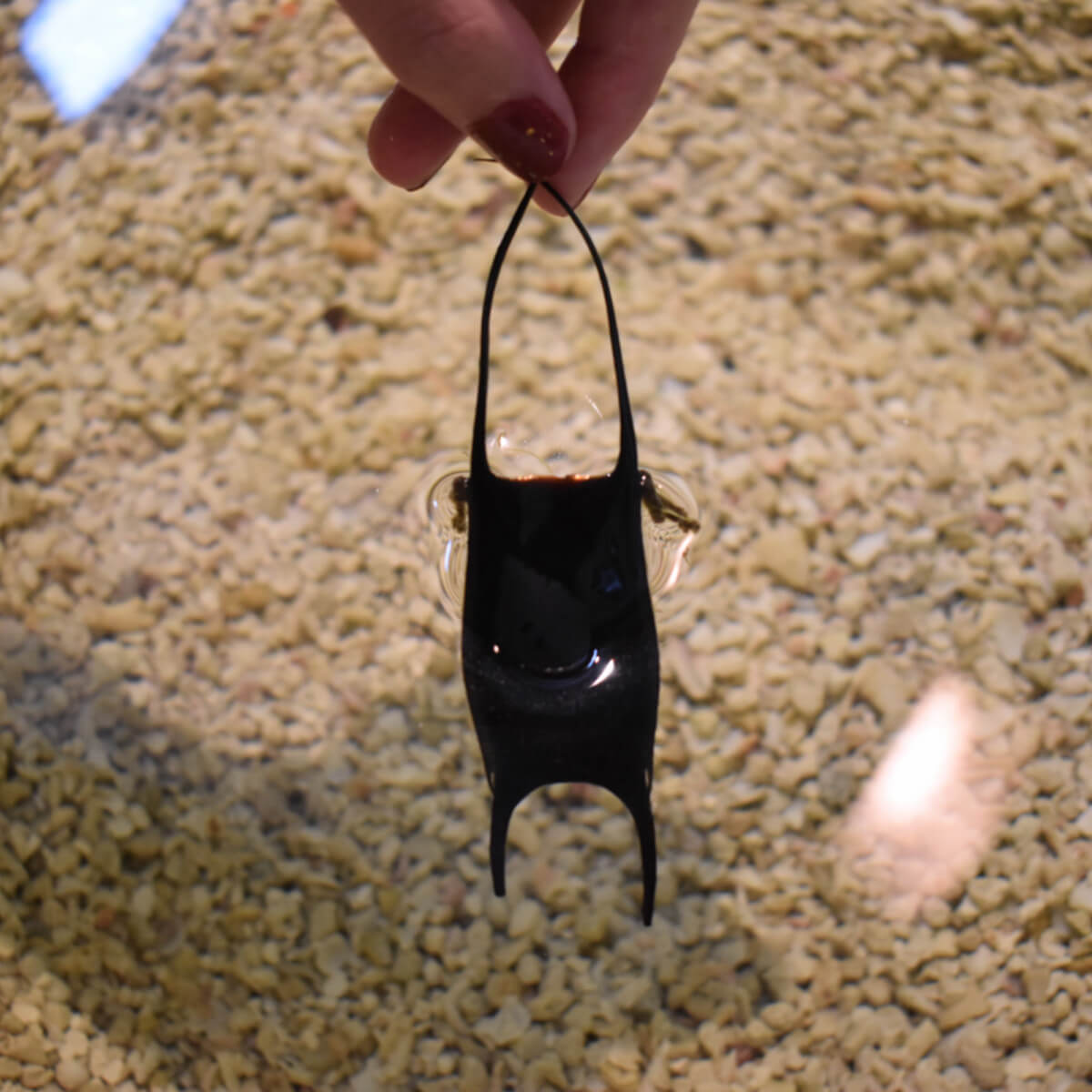 Assateague touch tank