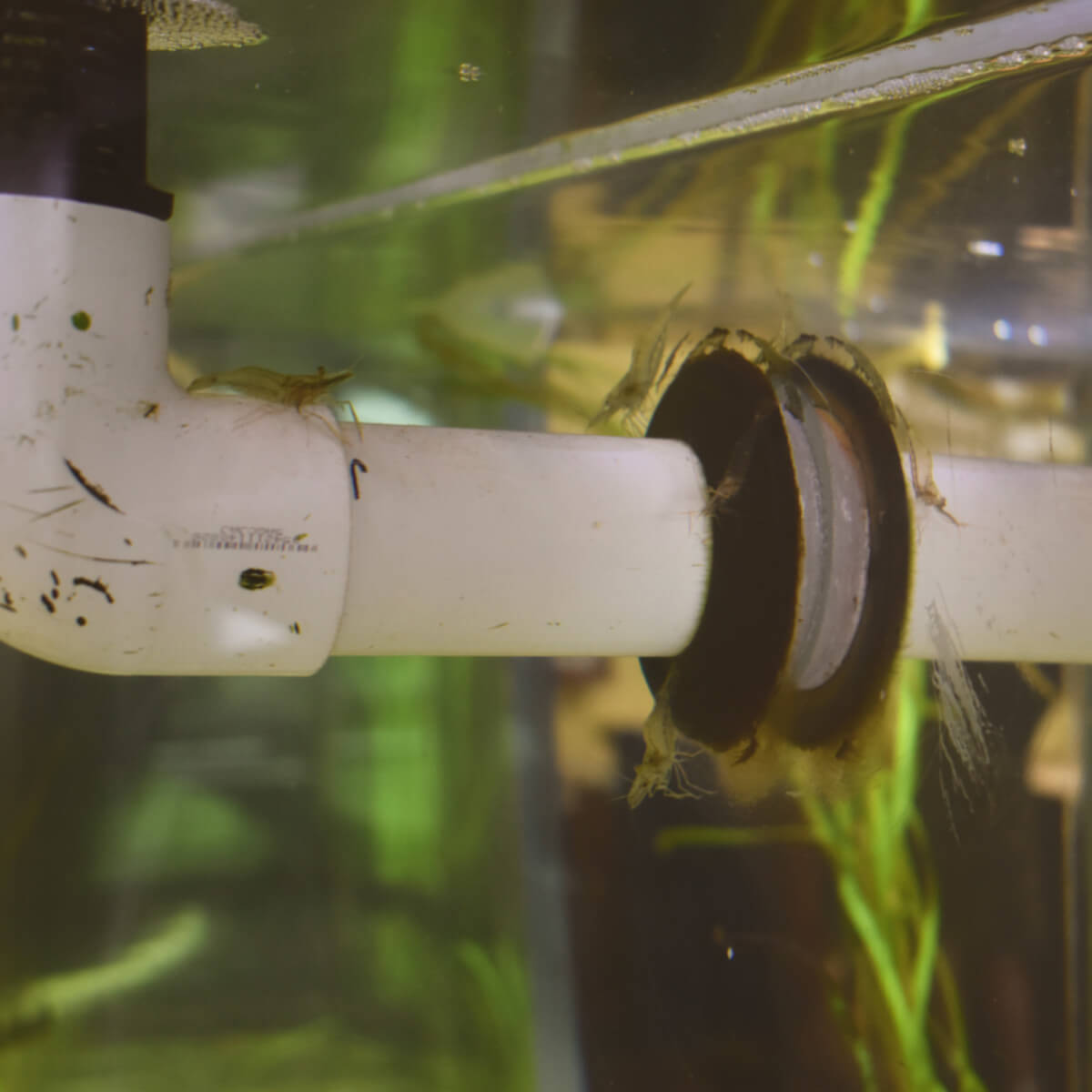 Assateague touch tank